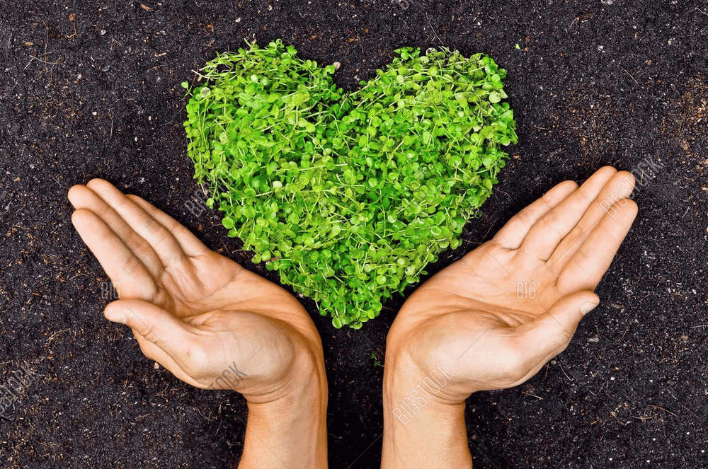 Sprouts making heart in dirt with hands around.