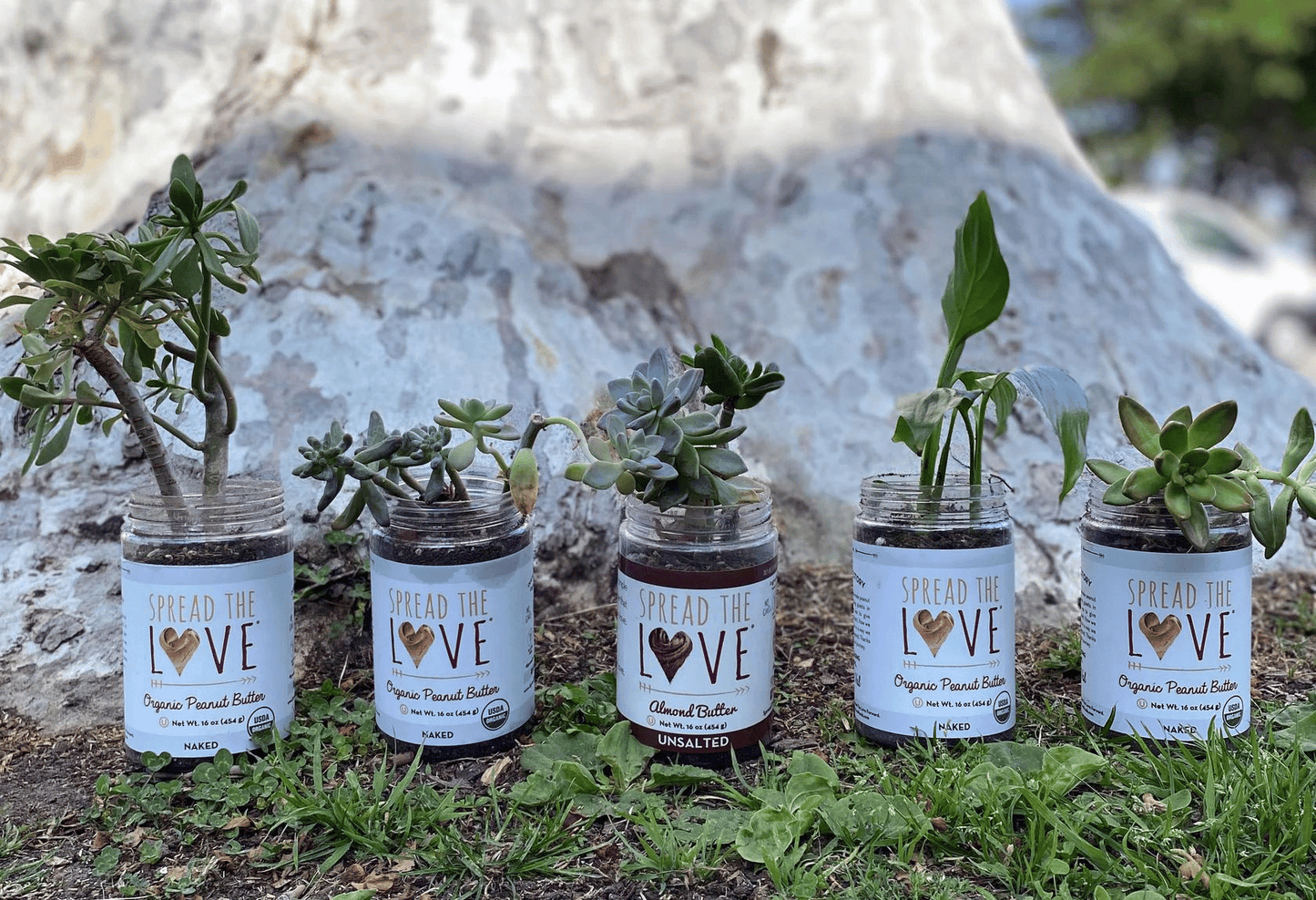 Peanut butter jars repurposed as planters for succulents.